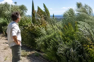 Jardinier observant une adapte haie au vent de tramontane dans un jardin provençal filtrant les bourrasques