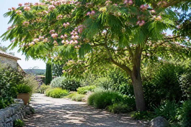 Albizia julibrissin offrant un ombrage léger et filtré dans un jardin méditerranéen ensoleillé