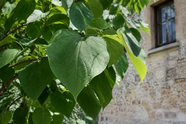 Grandes feuilles de Catalpa bignonioides près d'un mur de maison nécessitant d'anticiper l'entretien
