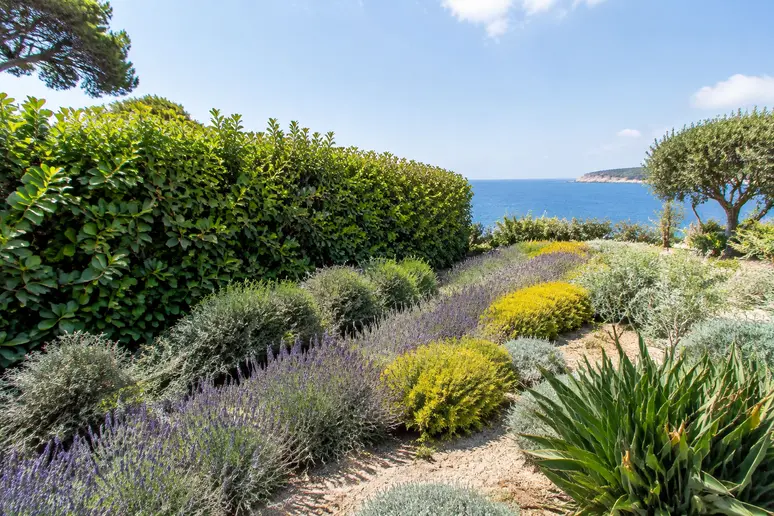 Haie brise-vent filtrante installée en bord de mer pour protéger le jardin des embruns