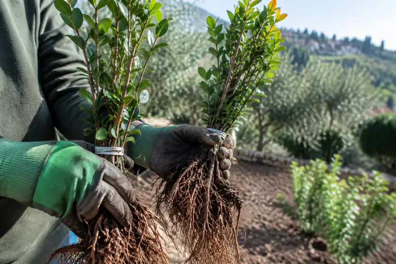 Jeunes plants d'arbustes à racines nues prêts pour la plantation d'une haie champêtre