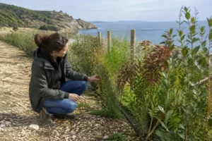 créer haie libre coupe-vent favorable aux oiseaux sur le littoral héraultais en observant de jeunes arbustes