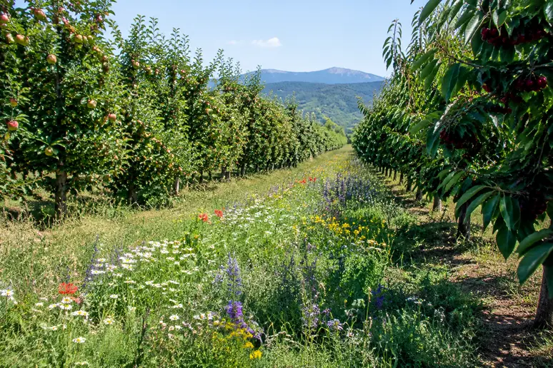Bande de prairie fleurie installée en périphérie d'un verger lumineux dans l'Hérault