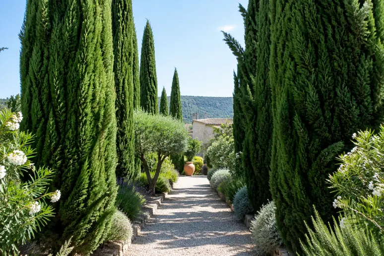 Cyprès de Provence alignés le long d'une allée dégagée dans un jardin sec