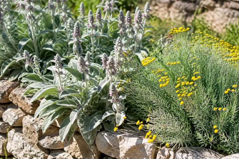 Plantes vivaces et arbustes persistants adaptés au plein soleil dans un massif méditerranéen.