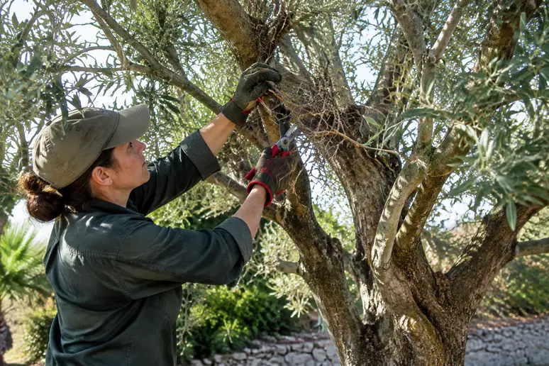 Tailleur de branches coupant un rameau au cœur d'un olivier méditerranéen