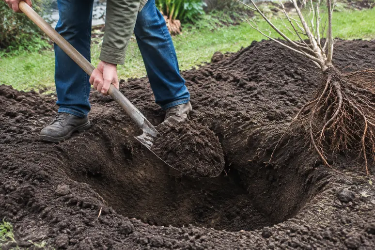 Jardinier creusant un trou large dans la terre pour planter un arbre à racines nues.