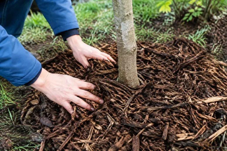 Installation d'un paillis organique au pied d'un arbre planté dans le jardin.