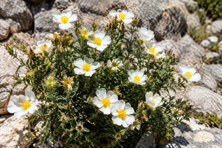 Un ciste en fleur s'épanouit au soleil dans un sol pierreux et sec.