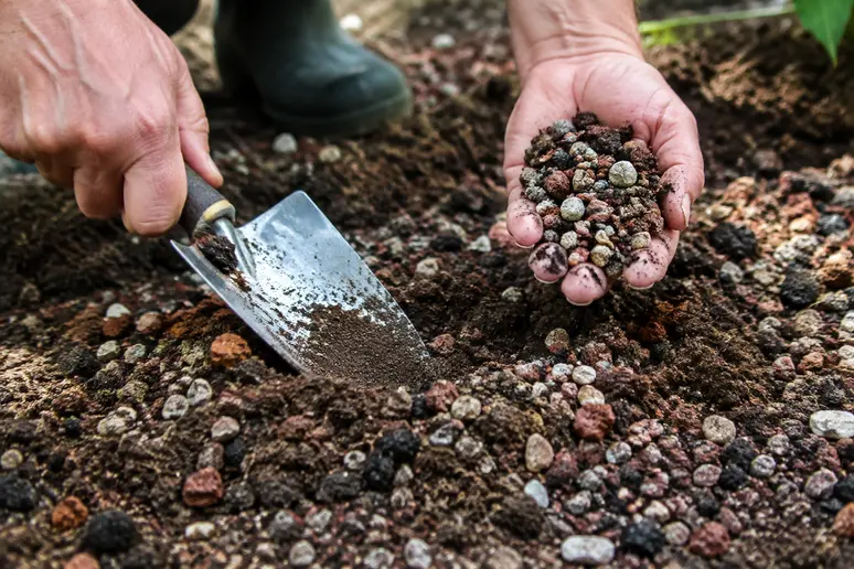 Mains d'un jardinier incorporant du gravier drainant dans la terre d'un jardin sec.