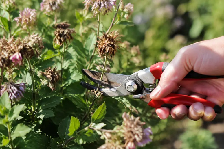 Sécateur taillant une hampe florale défleurie pour prolonger la floraison estivale.