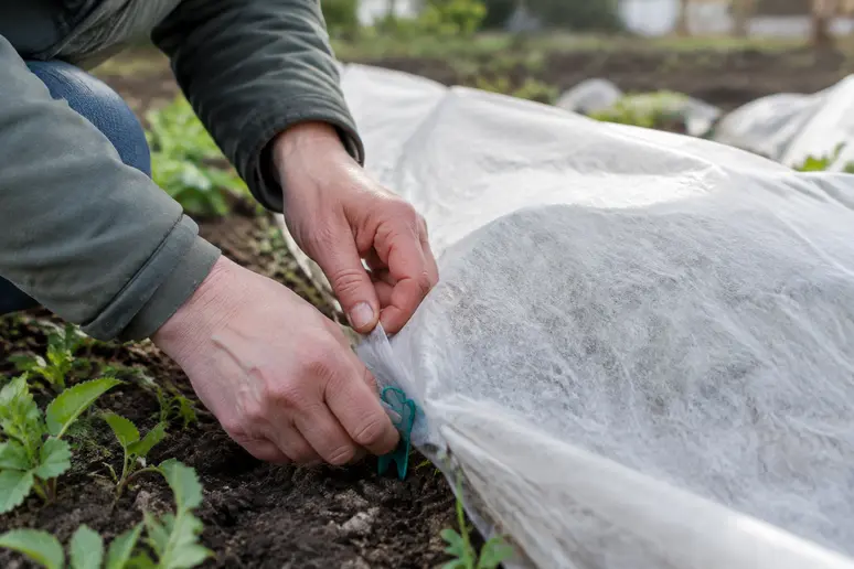 Mains de jardinier installant un voile d'hivernage sur les jeunes pousses pour les protéger du froid