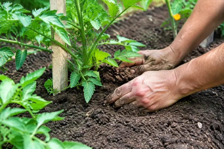 Action de butter la terre au pied des légumes du potager pour protéger les cultures du froid