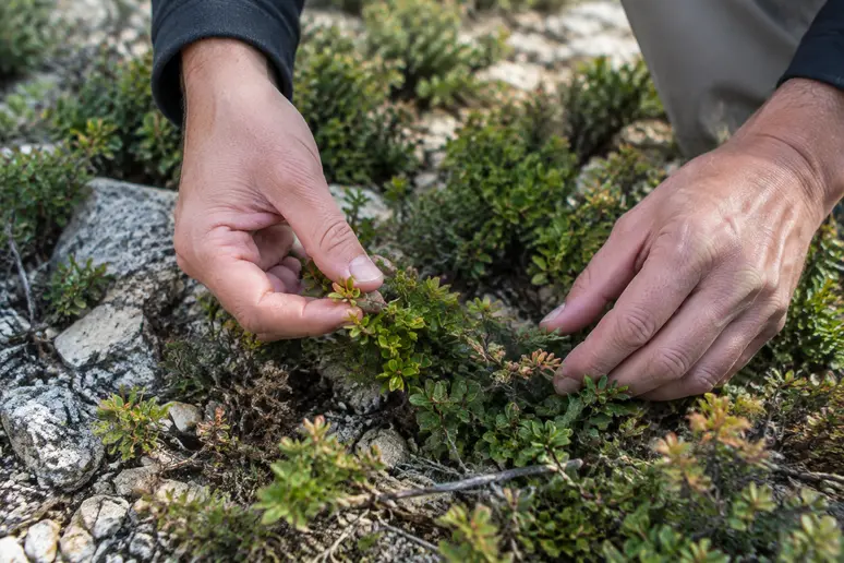 Observation d'une végétation basse calcaire pour reconnaître espèces protégées avant d'aménager un jardin de garrigue.