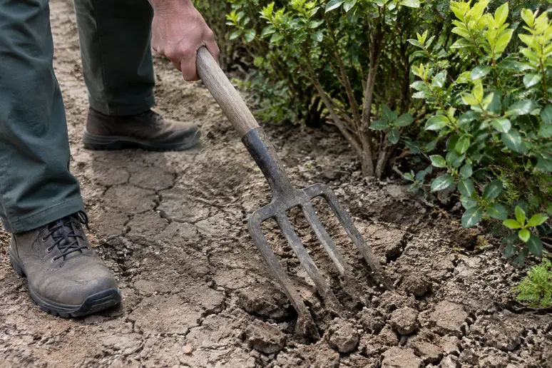 Jardinier ameublissant la terre sèche au pied d'une haie avec une fourche-bêche.