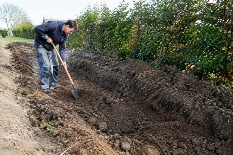 Personne creusant une large tranchée pour préparer la terre avant de planter des arbustes.