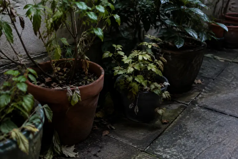 Erreurs d'emplacement pour les plantes lors de la végétalisation d'une cour à Montpellier