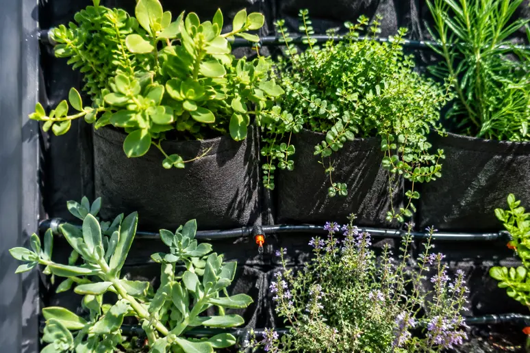 Sélection de plantes vivaces adaptées pour végétaliser mur au soleil en extérieur