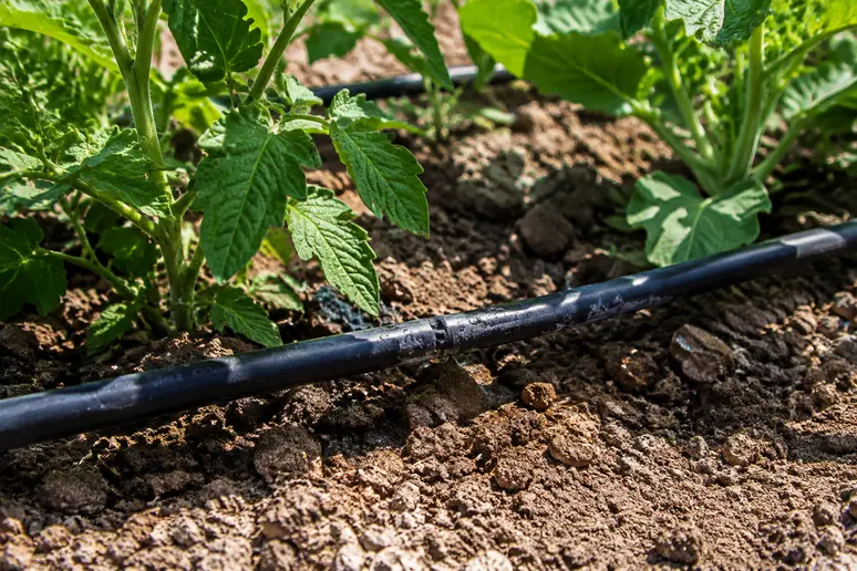 Tuyau d'arrosage goutte à goutte installé au pied des cultures du potager