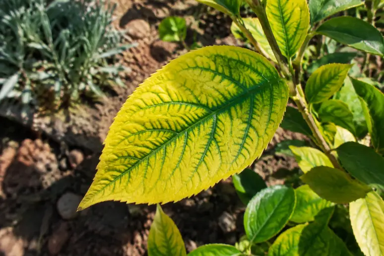 Feuille de plante présentant des symptômes de chlorose ferrique avec des nervures vertes.