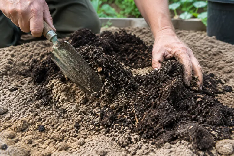 Apport de compost mûr pour améliorer la structure d'un sol sableux