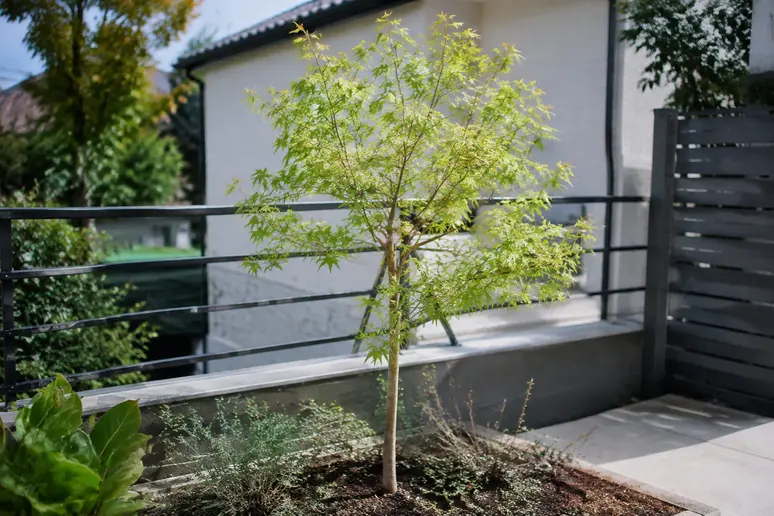 Un jeune érable de Montpellier planté dans un petit jardin urbain pour illustrer un arbre résistant à la sécheresse