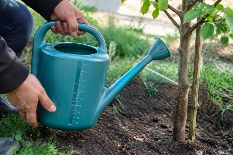 Arrosage mesuré d'un jeune arbre au potager avec un arrosoir gradué