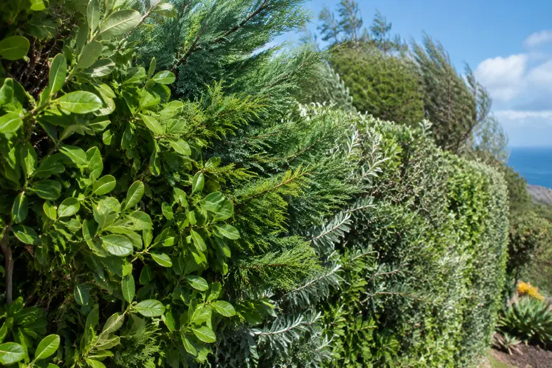 Haie mixte d'arbustes persistants et denses pour couper le vent dans un jardin exposé.