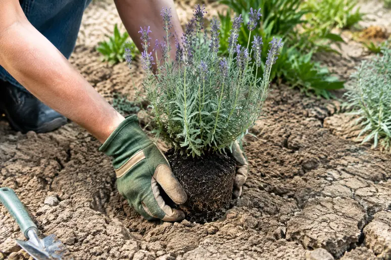 Mains d'un jardinier plantant des végétaux sobres adaptés aux restrictions d'eau dans le sud