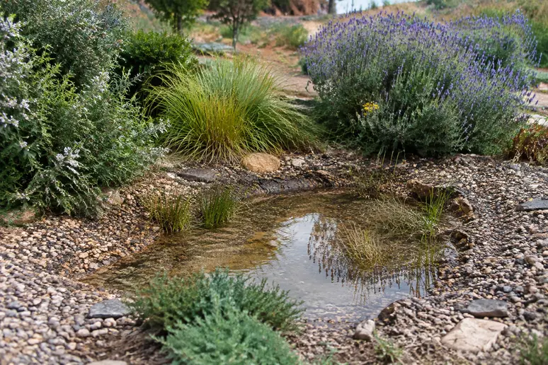 Aménagement d'un jardin de pluie décaissé pour gérer l'infiltration des eaux.