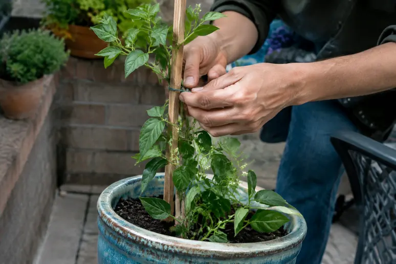 Installation d'un tuteur en bois pour maintenir une plante en pot exposée au vent