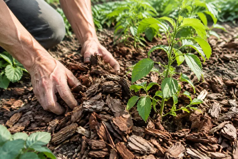 Mains d'un jardinier étalant un paillage épais au pied des plantes pour réduire l'évaporation dans un jardin plein sud.